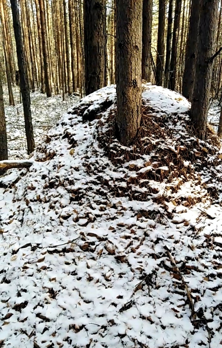 Заснувший муравейник
