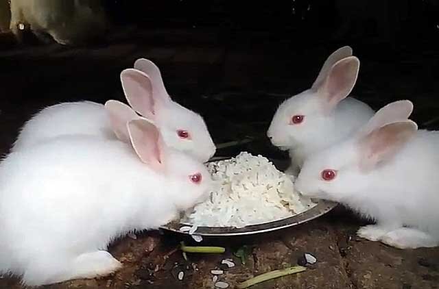 Разведение и откорм кроликов на мясо