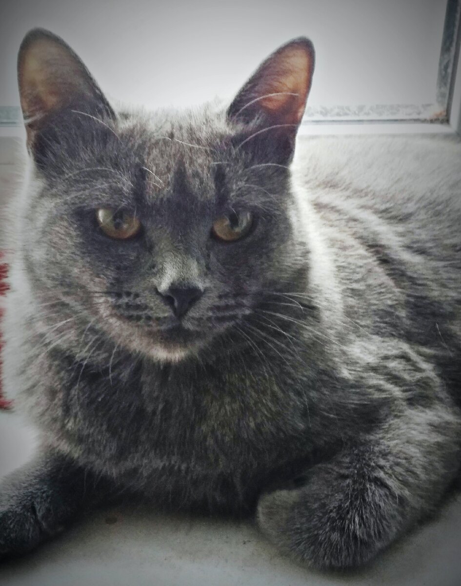 2. Наша строгая Дымка.