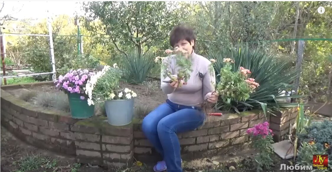 Частично обрезаю надземную часть.