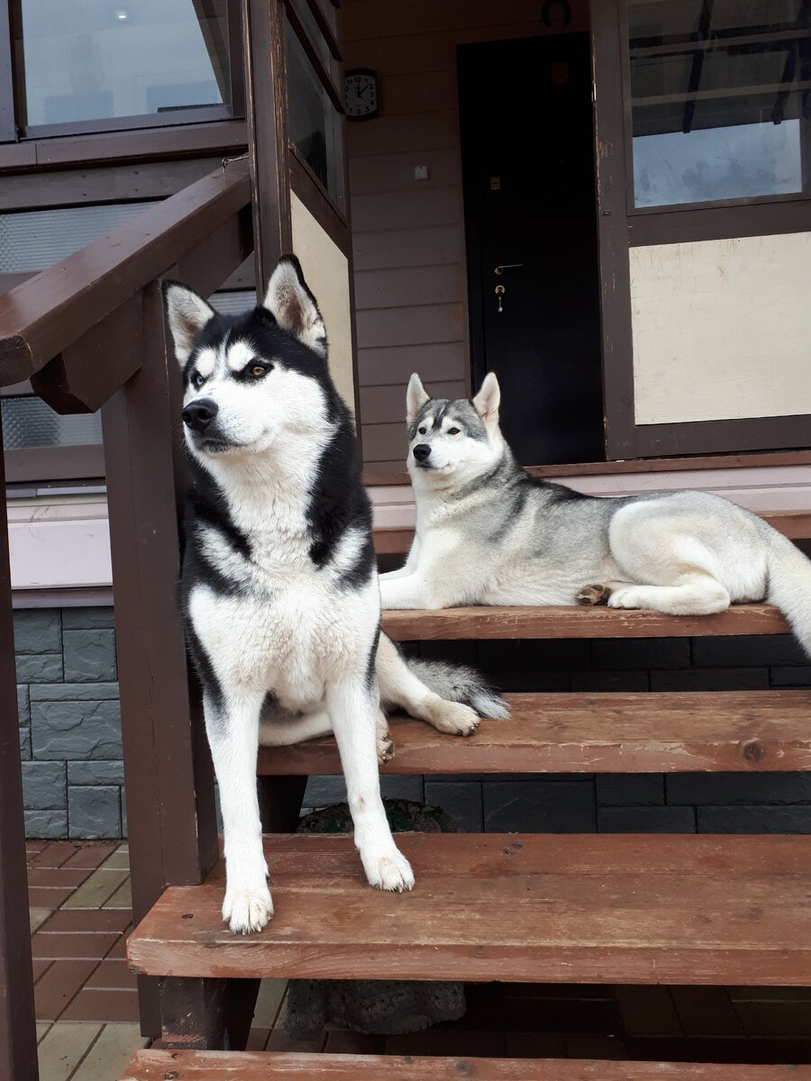 Медитация на крыльце