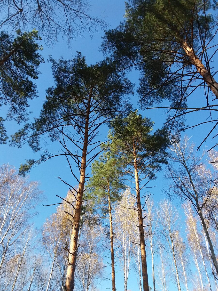 Прогулка по лесу | Трубка мира | Дзен