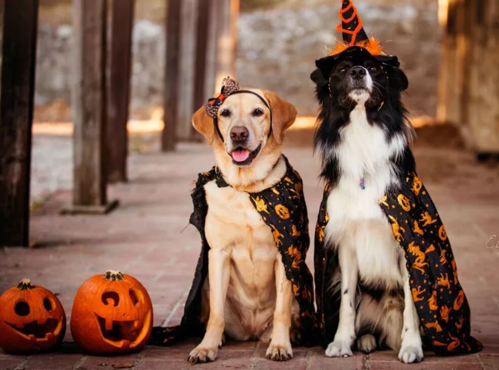 Золотые листья, первый лёгкий холодок — всё это звучит приятно, но есть и опасности. Для человека это в основном простуда, а для животного… именно об этом мы и расскажем.