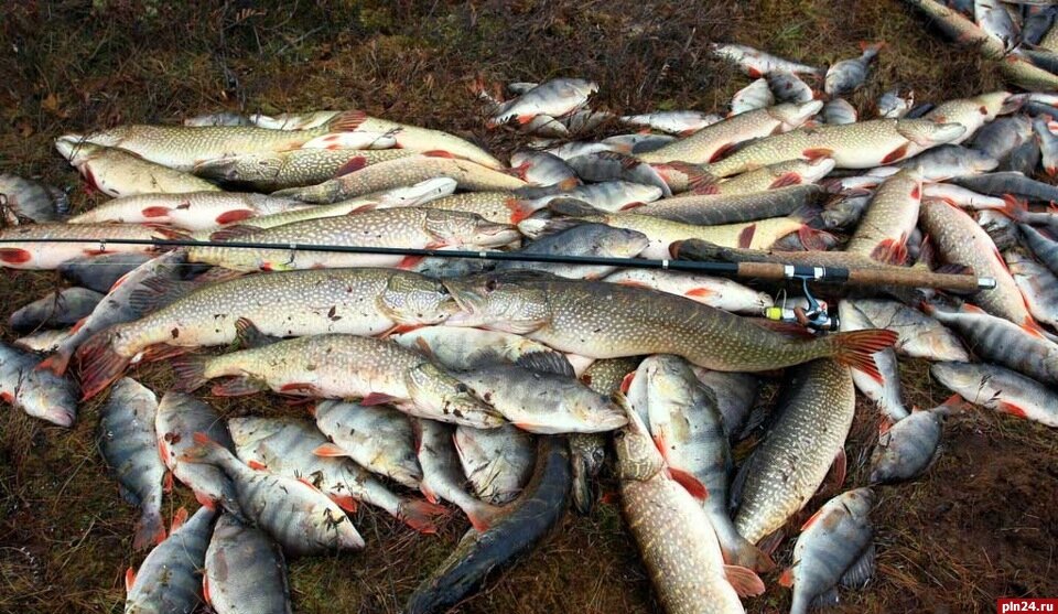 Большой улов 2023. Наловил много рыбы. Много рыбы улов. Улов на реке. Крупный улов.