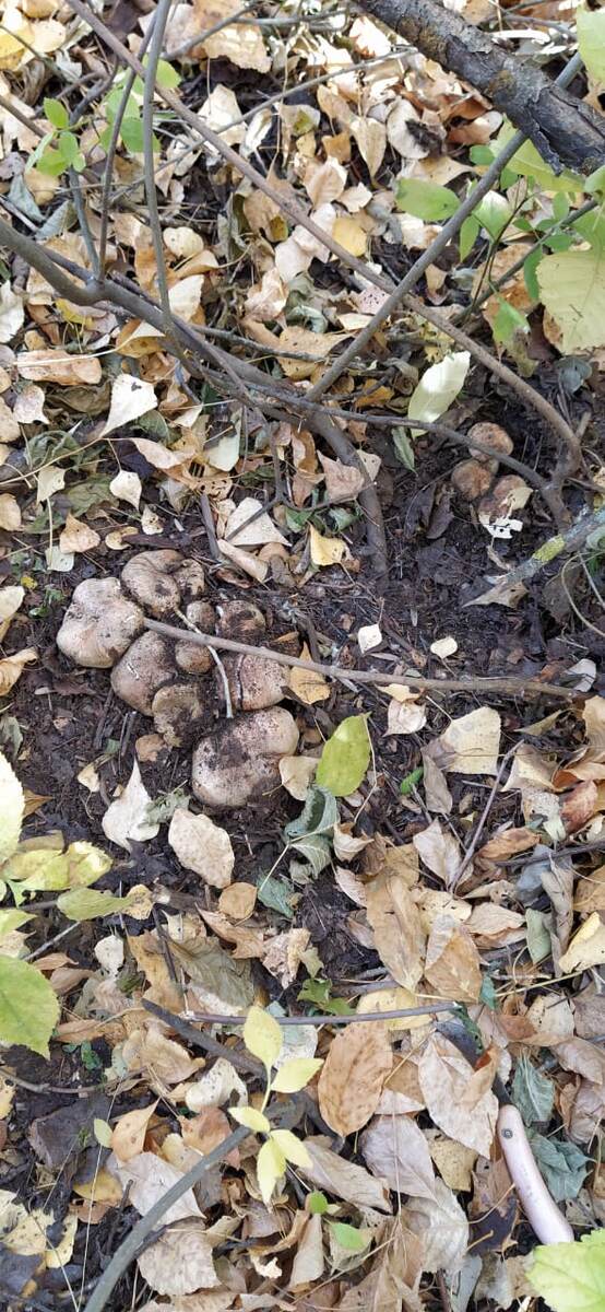 Фото с личного архива. Тополевая рядовка.