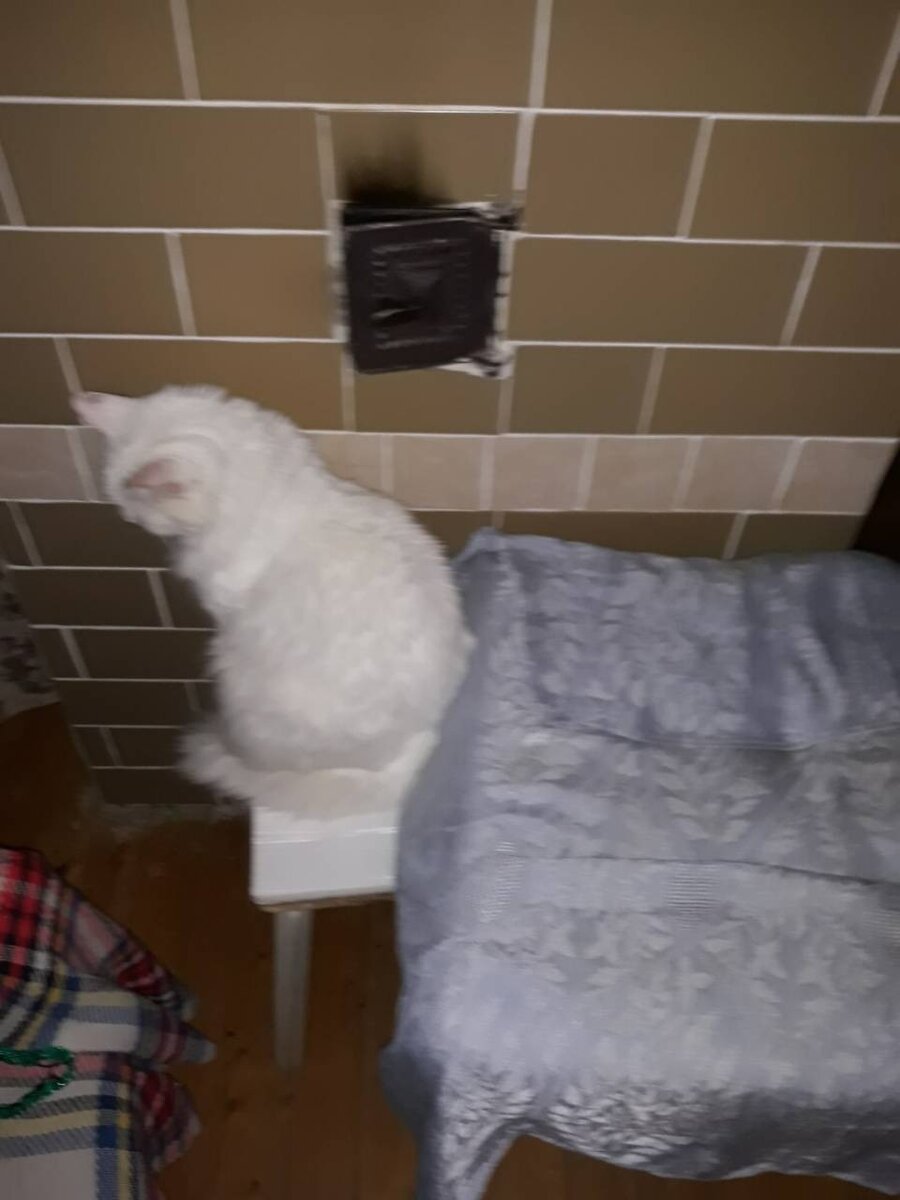 Взял котика и отправился на дачу