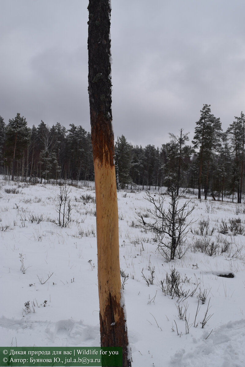 Внимательно рассмотрите иллюстрацию! 