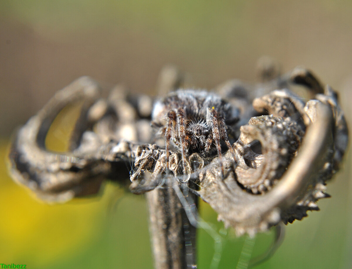 Дама с модной причёской