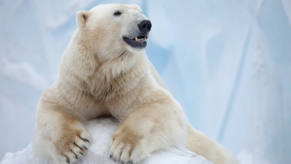 Белый медведь