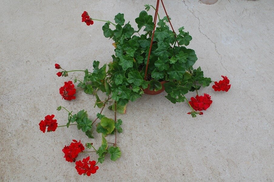 Ампельная. Листья гладкие, упругие и при сломе хрустят. Если вы покупаете маленькое растение или черенок, именно листья вам подскажут, что это ампельная.