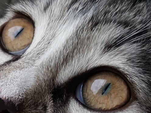 Фото взято из открытого источника для иллюстрации статьи