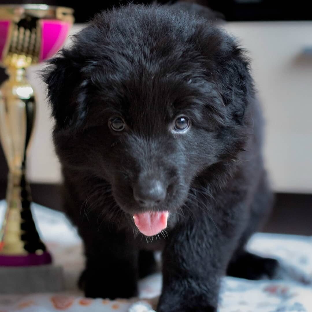 Фото любезно предоставлено питомником Alex Hoff