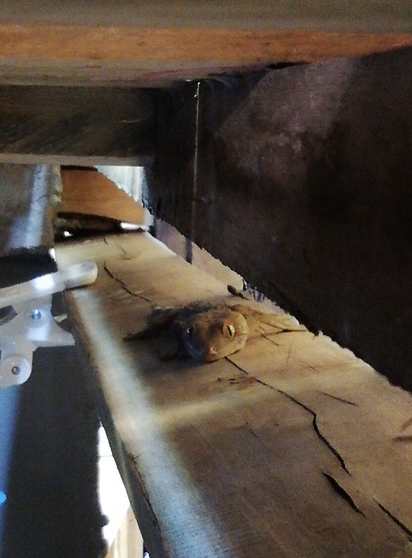 Геккон 🦎 пришёл в гости.