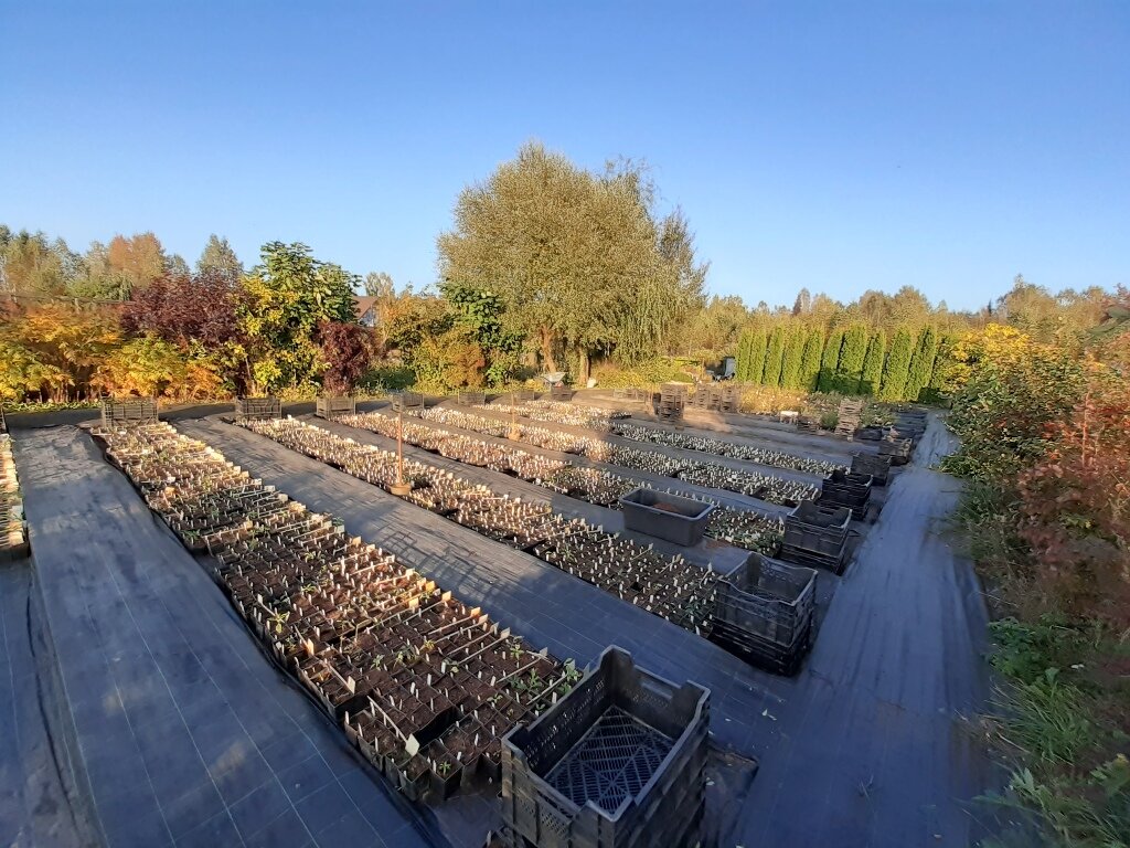 ситцевый сад