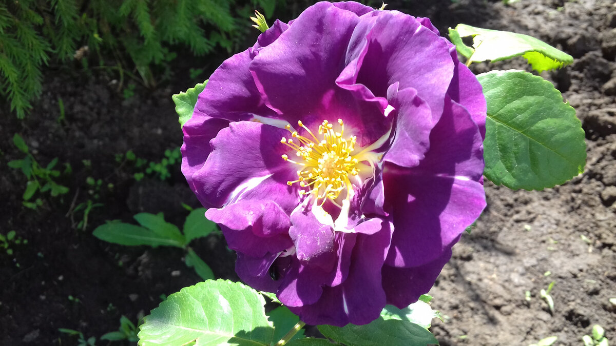 Удивительное сочетание пурпурно-фиолетовых лепестков с белой открытой серединкой и золотисто-желтыми тычинками. 