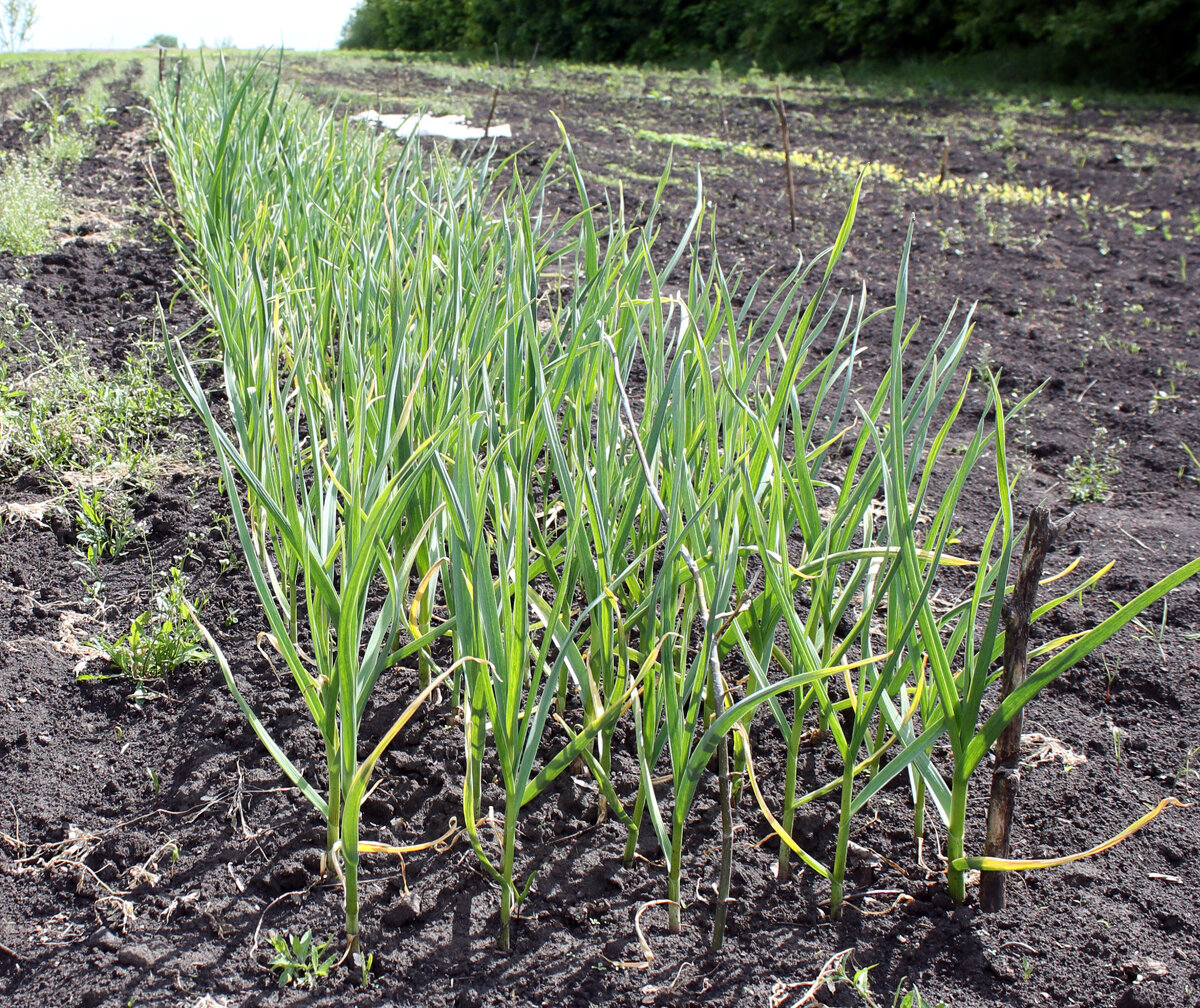 Садовник возделывает свой огород, чтобы получить хороший урожай.