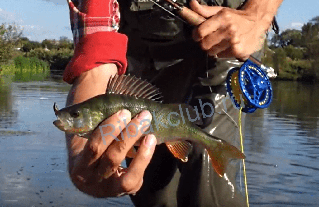 Ловля нахлыстом