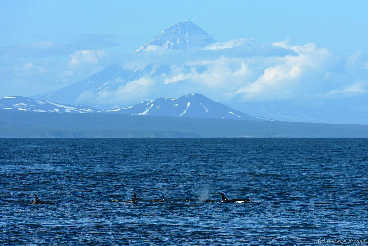 Камчатское море. Кроноцкий заповедник Камчатка. Авачинская бухта, Камчатский край. Кроноцкий заповедник бухта Камчатский край. Кроноцкий залив.