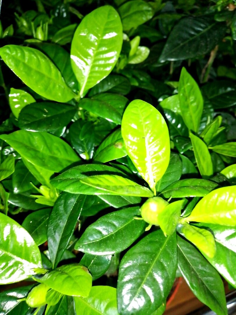 Вся в бутонах 