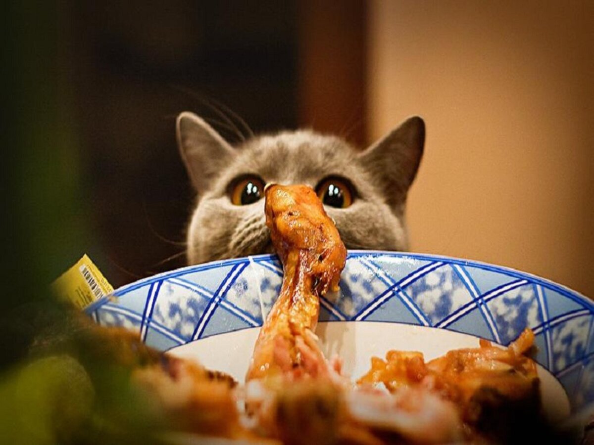 Кот ест прикол