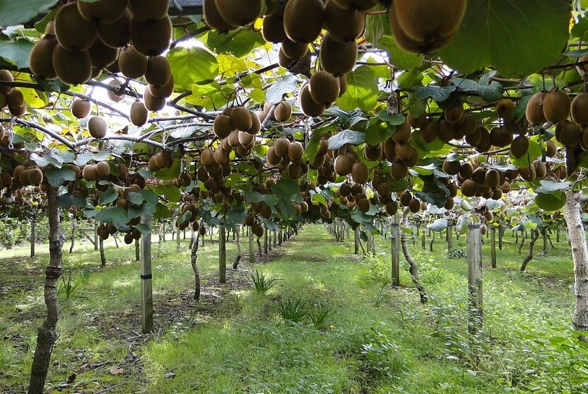 Почти виноград