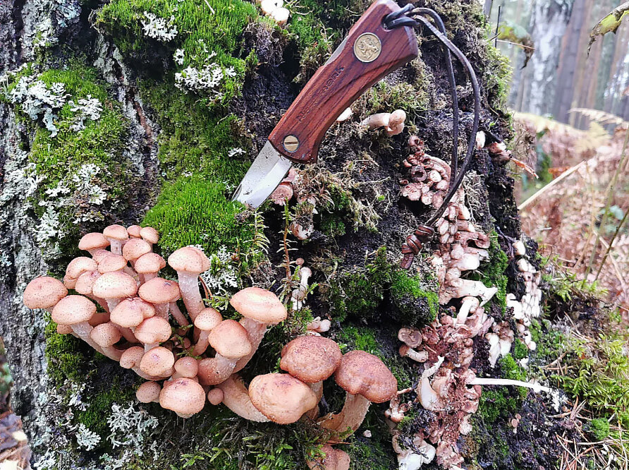 Нож EKA 88. Клинок Sandvik, Drop point, 72 мм., толщина обуха 1,7. 