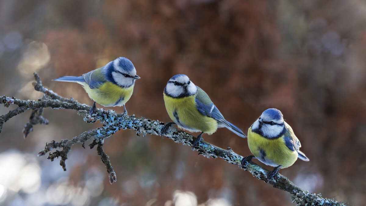 Каждой птице зимой нужна помощь человека в наших широтах, хотя бы в виде кормушек с едой