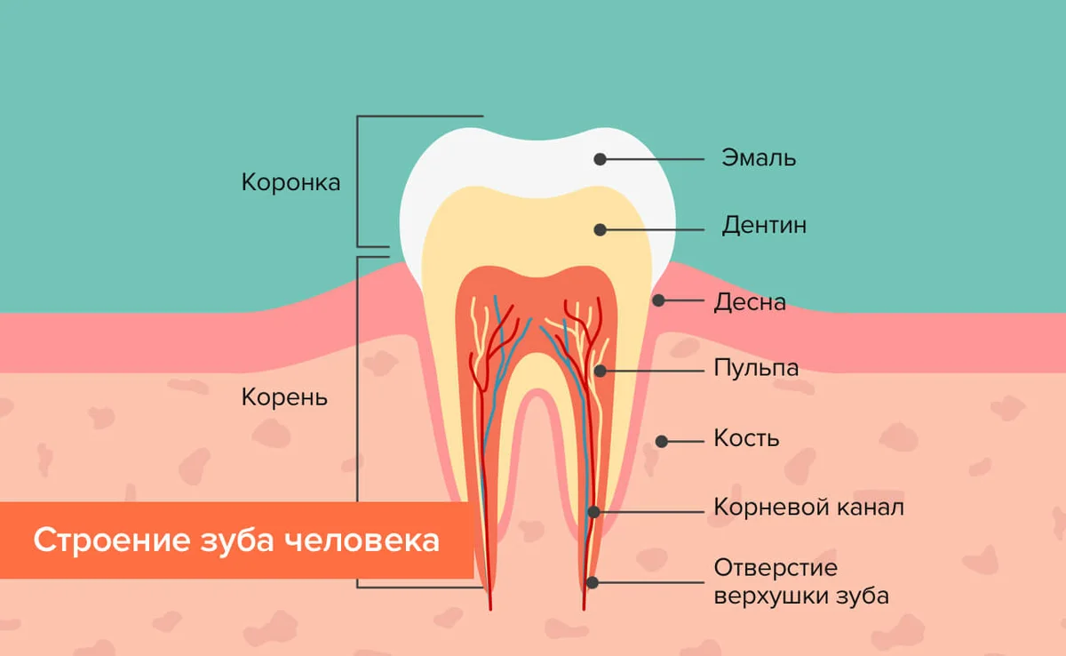 Строение зуба фото с описанием