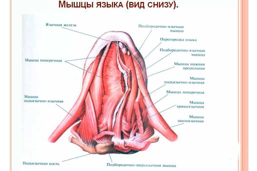 Картинка для наглядности, изучать не обязательно // фото pinterest.ru