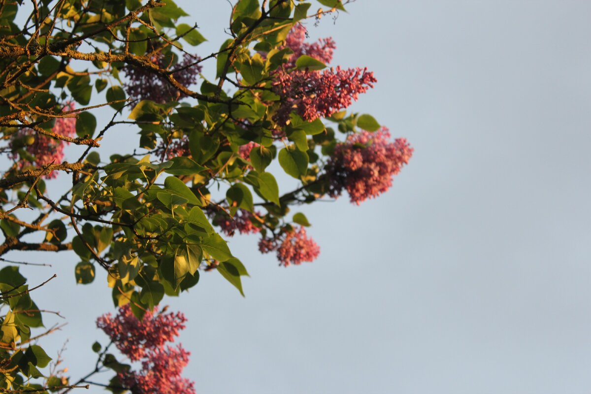 ветка сирени