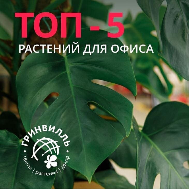 Монстера
