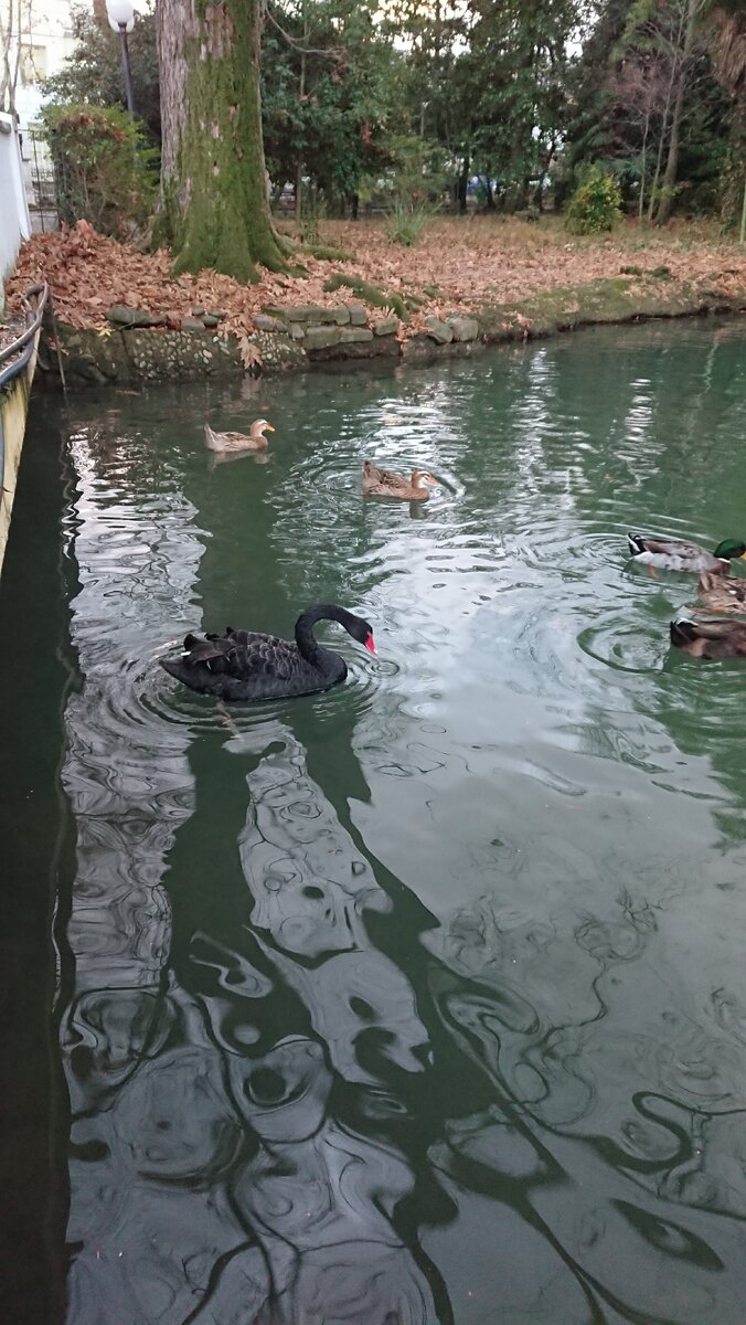 Парк Дендрарий Сочи 