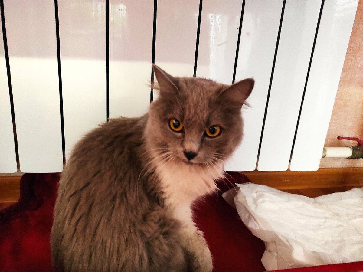 наконец-то дом, хоть и временный