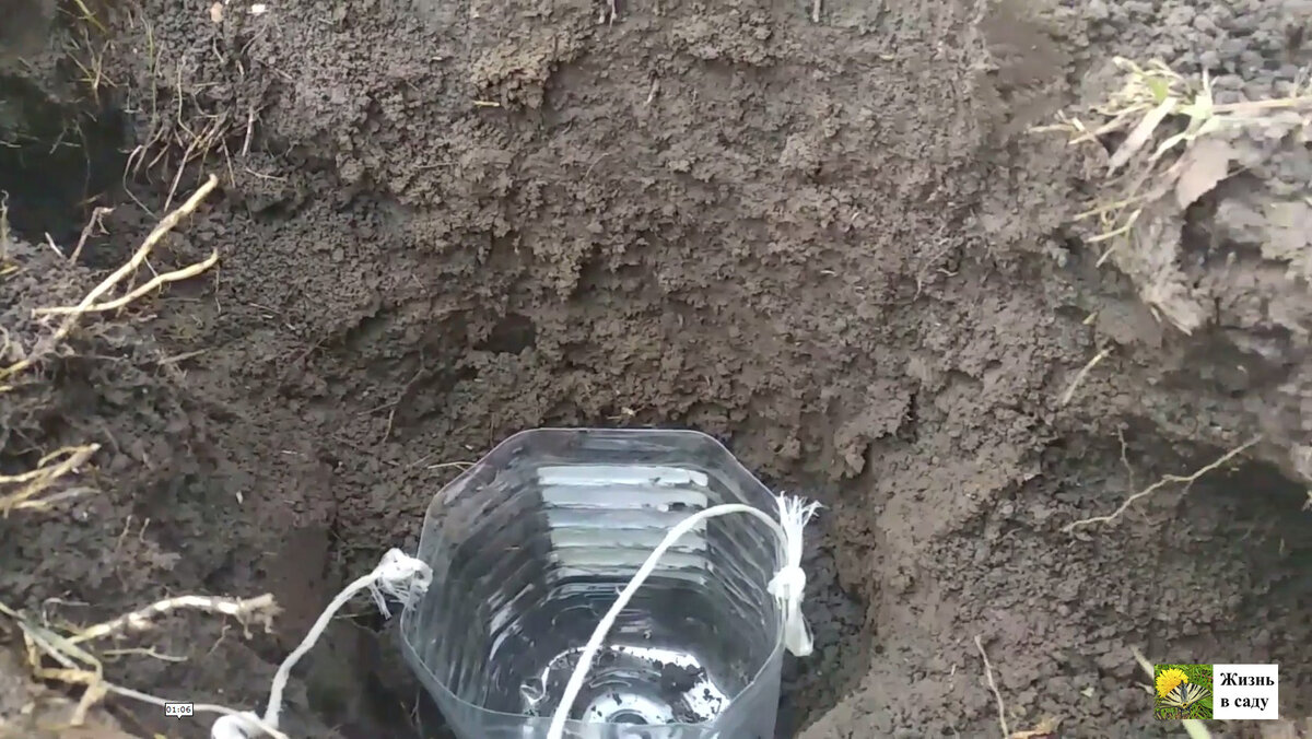 На фото виден сам ход слепыша с двух сторон