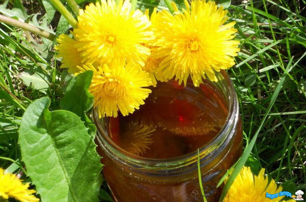 Мед из одуванчиков в домашних условиях рецепт с лимонной кислотой фото