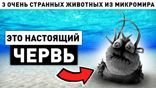 3 очень странных животных из микромира