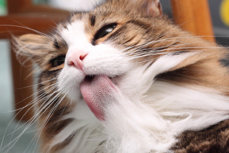 Фото из интернета