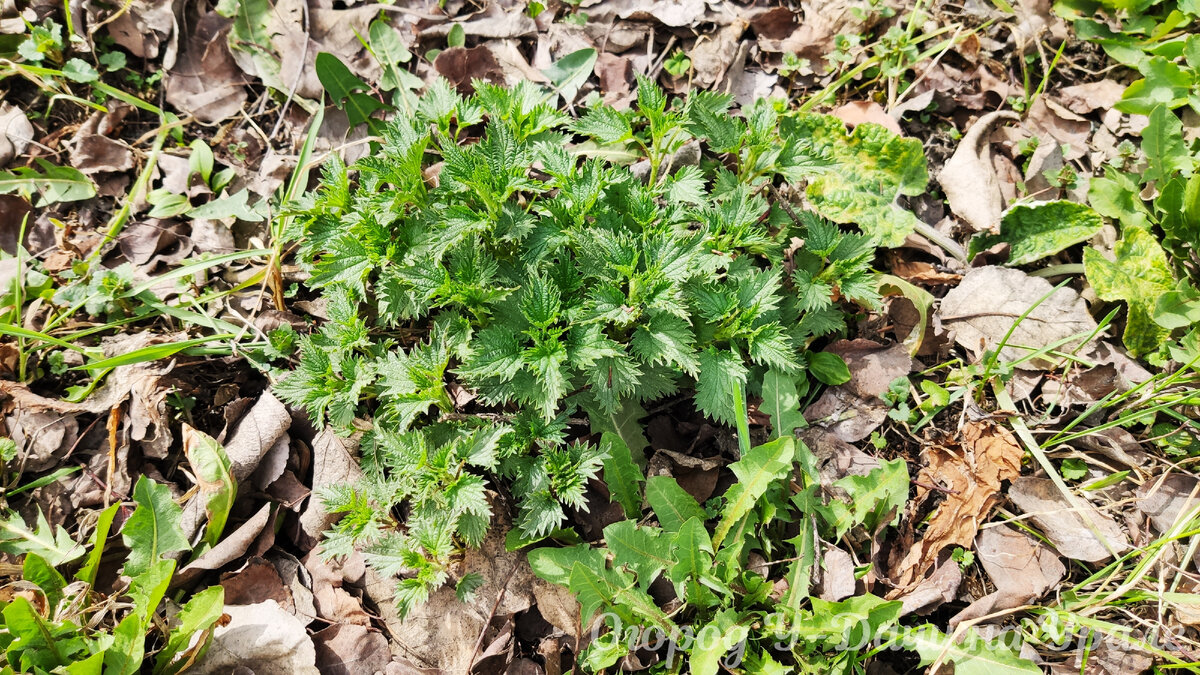 Крапива на участке
