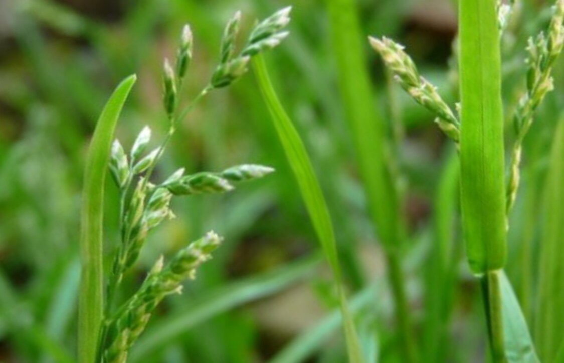 Пырей фото растения крупным планом корни