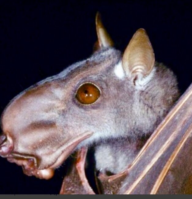 Молотоголовый крылан