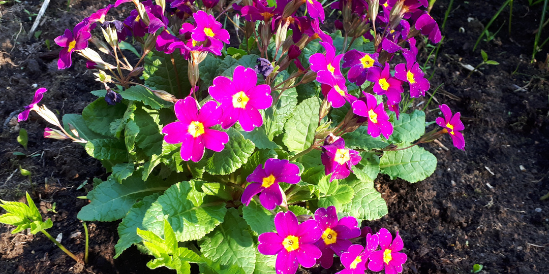 Весенние цветы в моем саду!