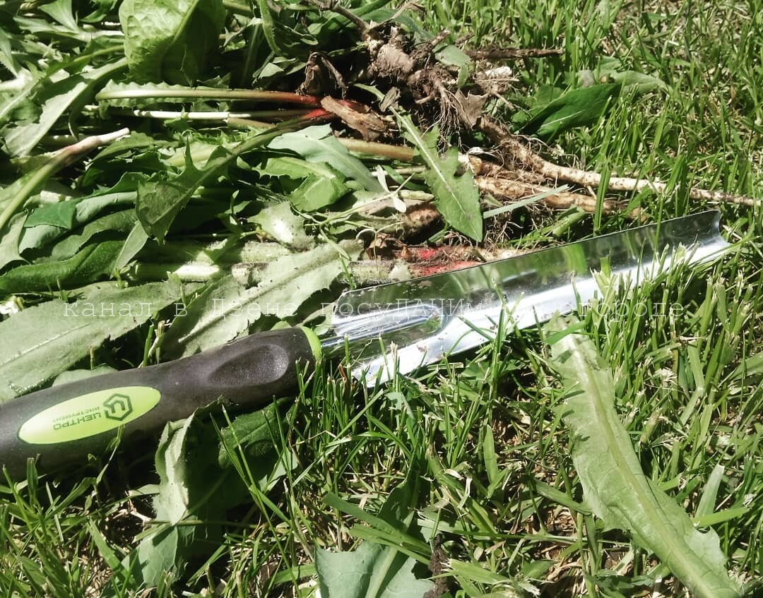 Стараюсь сорняки удалять вместе с корнями, чтобы уж наверняка 