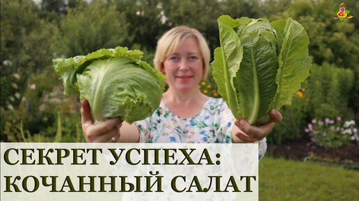 СЕКРЕТ кочанного салата / Сравню сорта Перис Айленд, Великие озёра и Тарзан