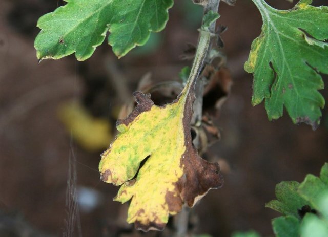 Неподходящие условия весенней почвы