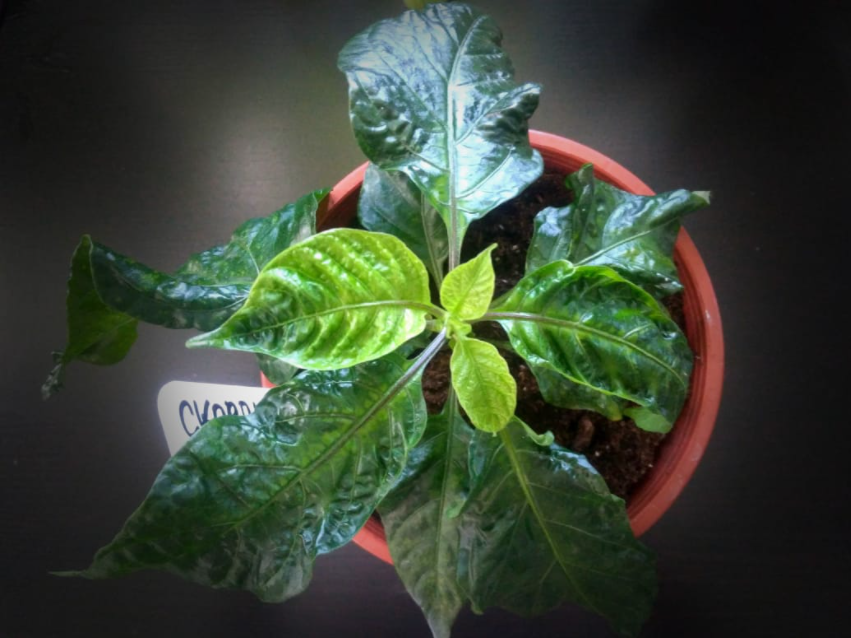 Новое растения перца Скорпион пич.