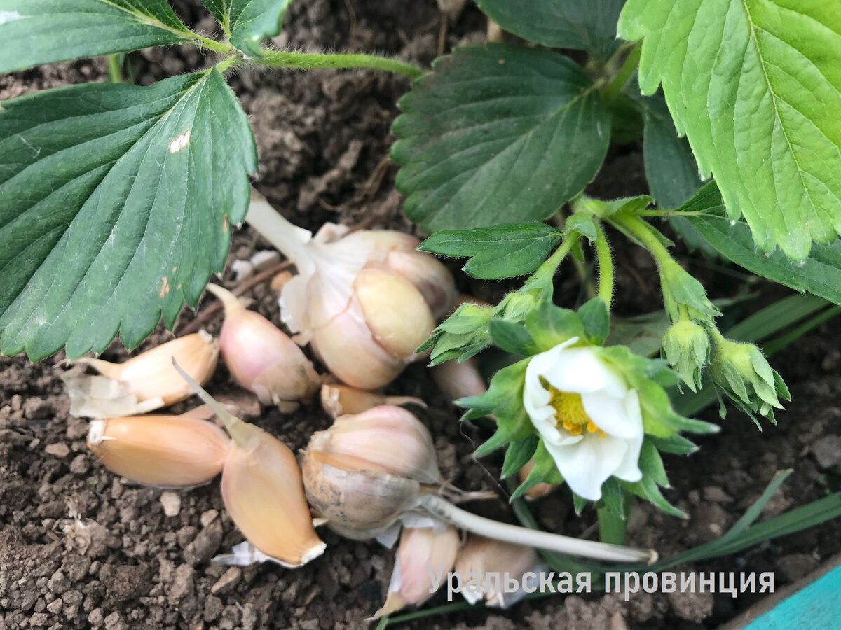 Чеснок защитит от долгоносика