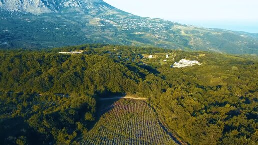 Лавандовые поля рядом с Алуштой, Крым