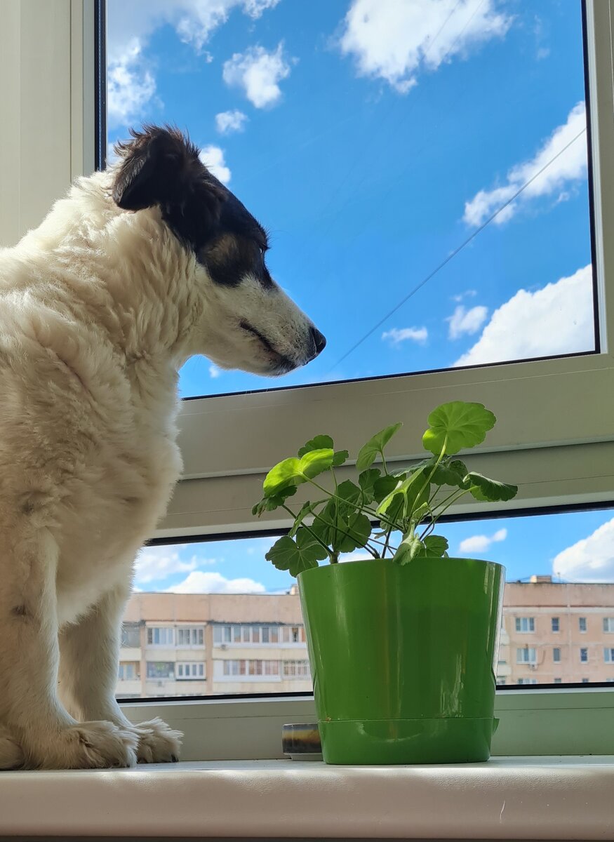 Вилсон ждёт, когда его заберут домой