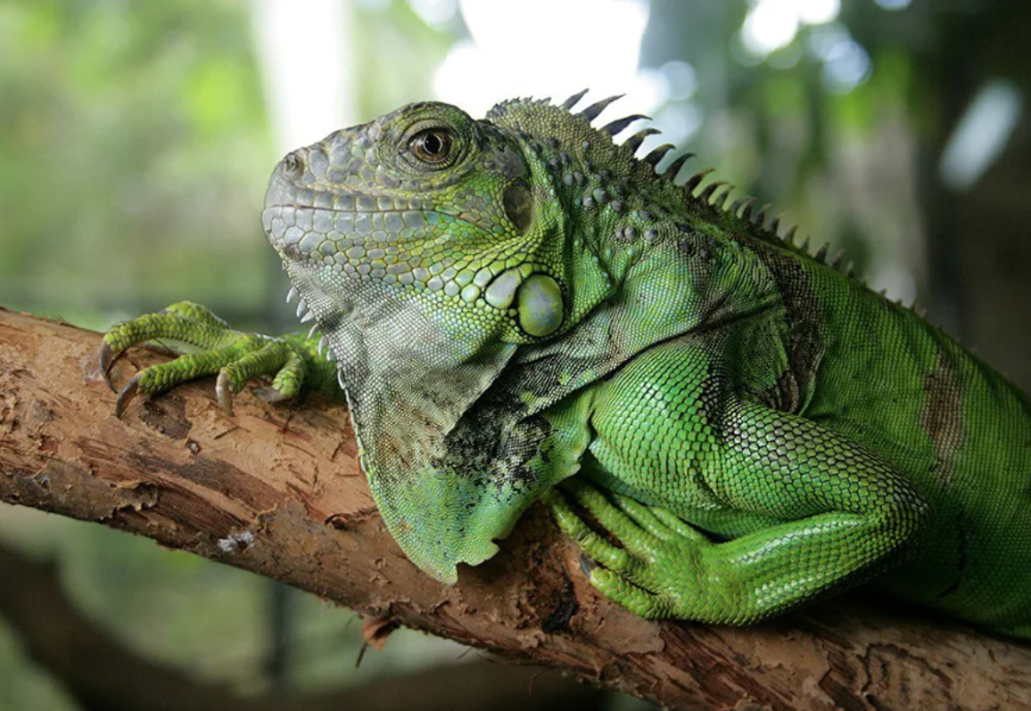 Животное похожее на ящерицу. Игуана зеленая обыкновенная. Игуана (Iguana Iguana. Игуана бородатая агама. Мадагаскарская игуана обыкновенная.