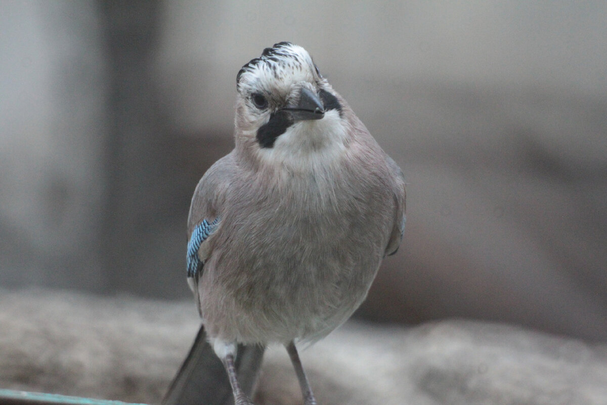 Дмитрий Емец и Михаил Емец